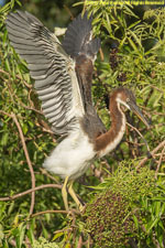 tricolored heron